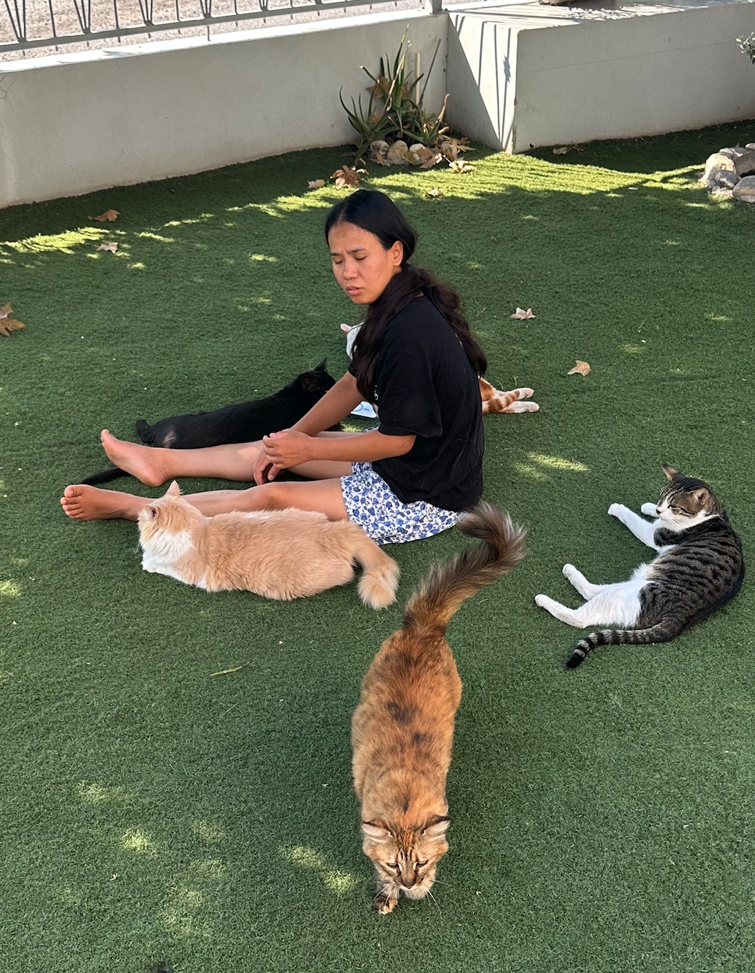 Chanda sitting in the garden surrounded by Cat Gardens cats