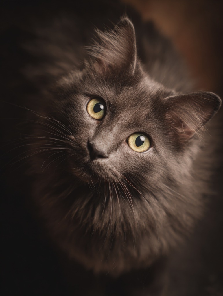 Toshiba, a long-haired Cat Gardens resident