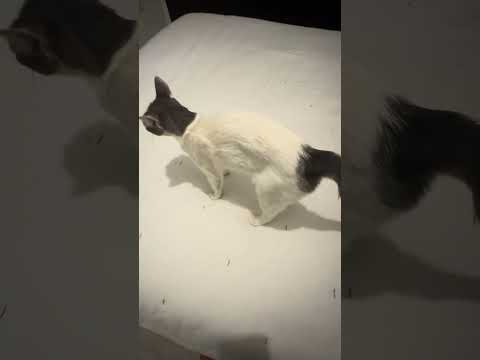 Winona P. Gray, the real small white female Cat Gardens cat